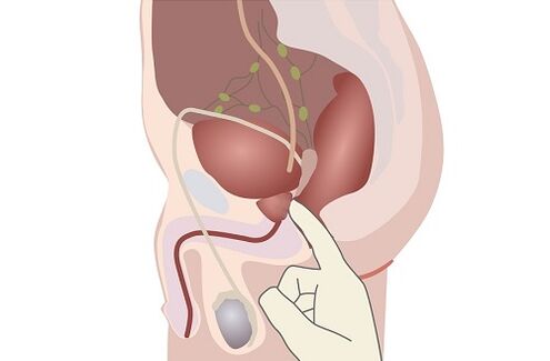 muška anatomija prostate